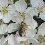 Biene kriecht tief in Süßkirschblüte rein