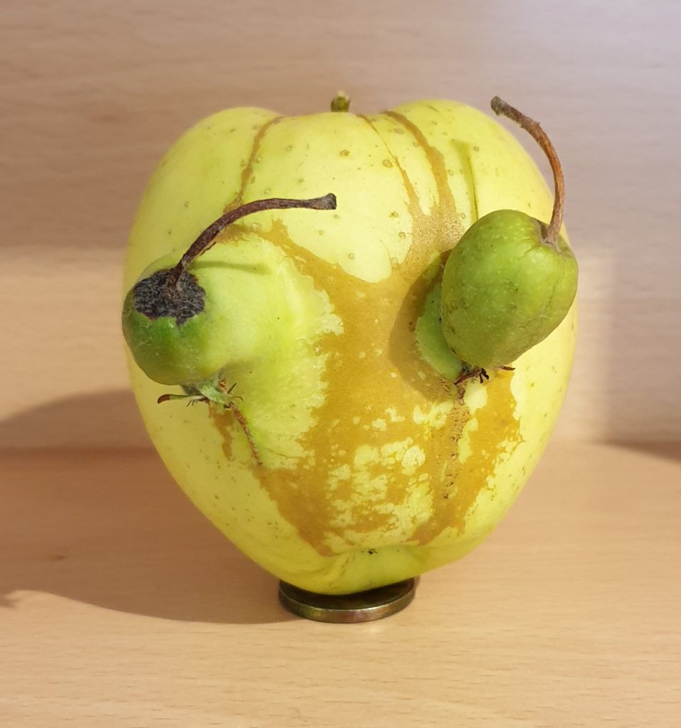 Apfel mit 2 angewachsenen kleinen Äpfeln